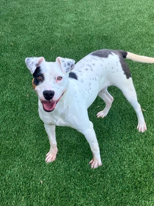 Enlarge Fizz, a Adoptable Mixed Breed in Jackson, TN image 3/3