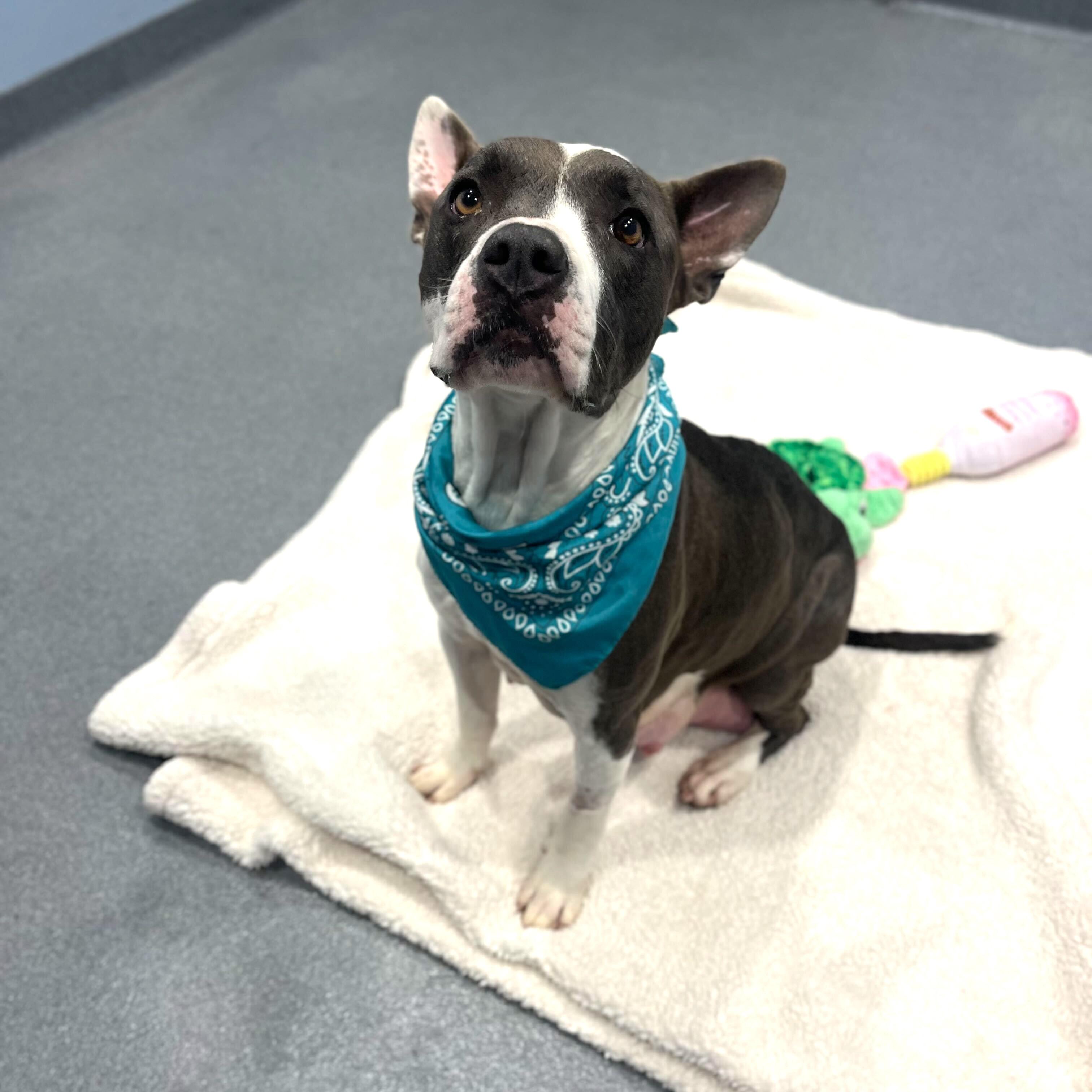 Enlarge Suki, a ADOPTABLE Mixed Breed in Canal Winchester, OH image 3/3