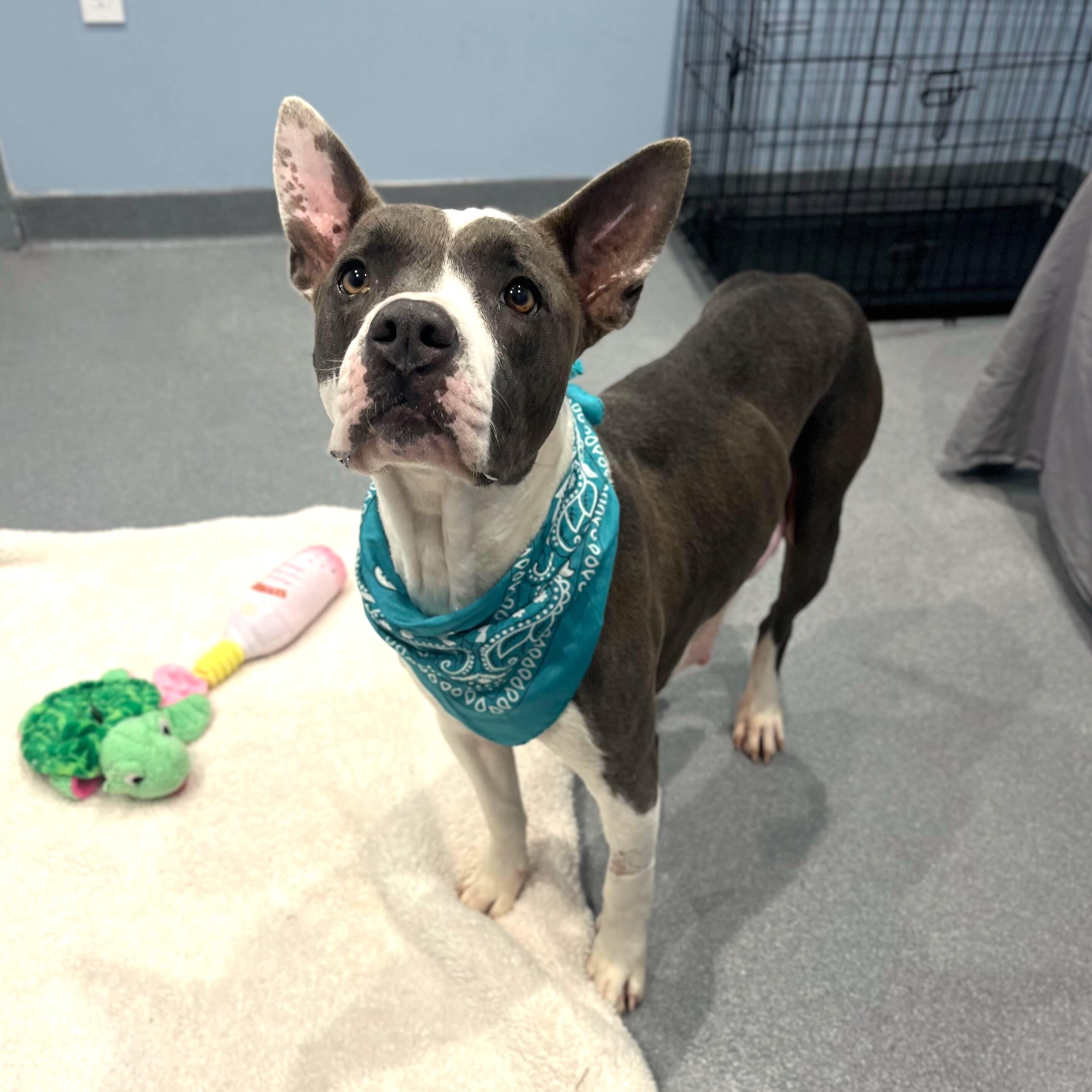 Suki, ADOPTABLE, Adult Female Mixed Breed.