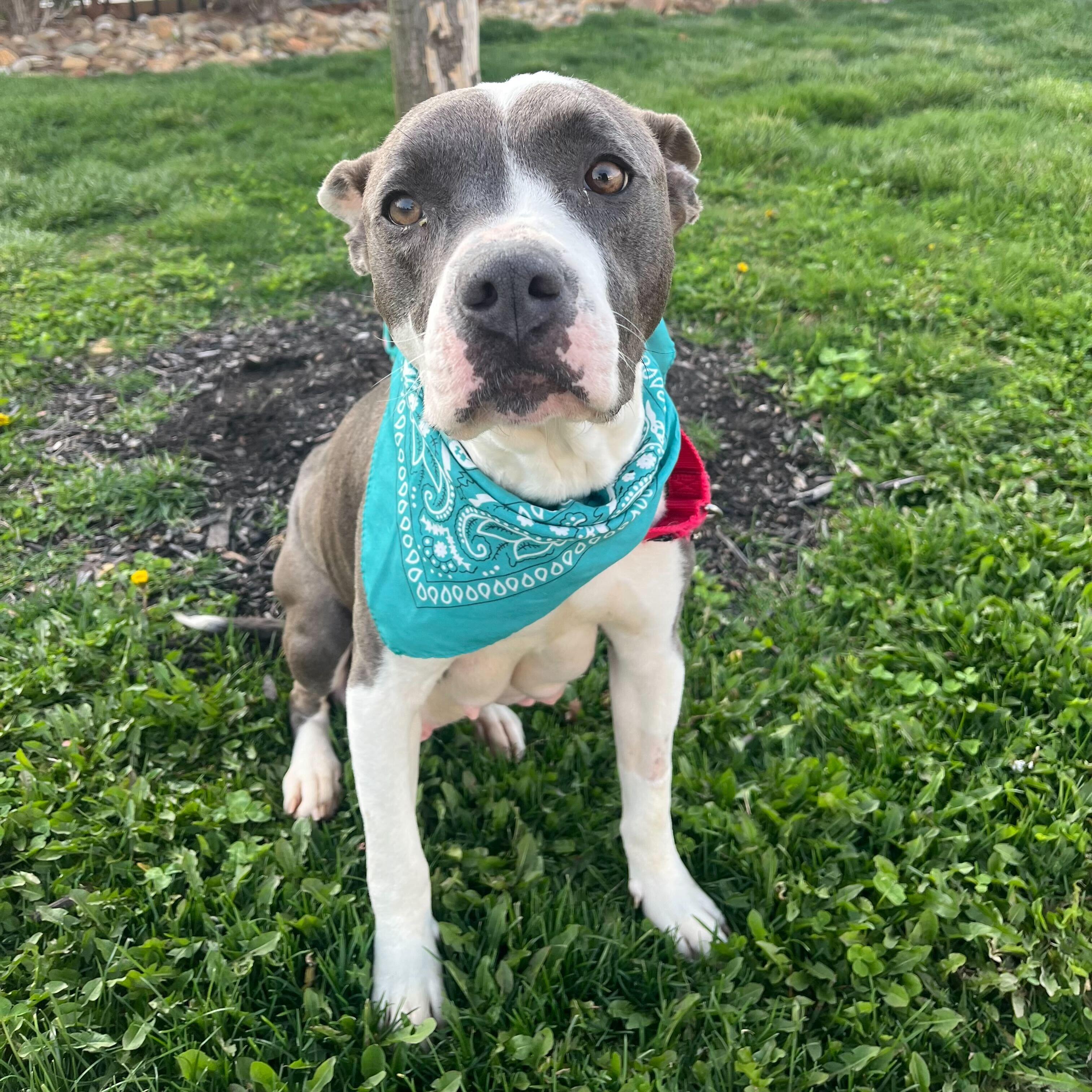 Enlarge Suki, a ADOPTABLE Mixed Breed in Canal Winchester, OH image 2/3