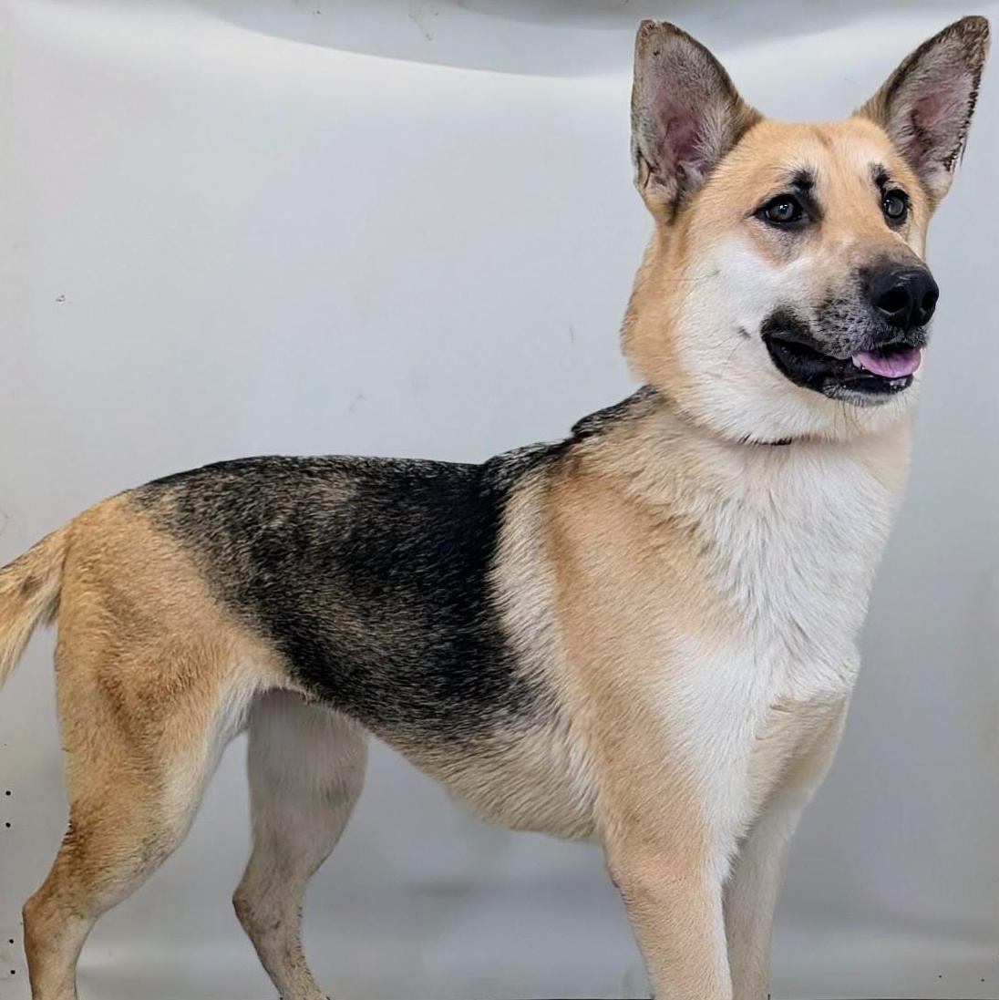 Enlarge Tausha, an adopted German Shepherd Dog in Aurora, NE image 2/3