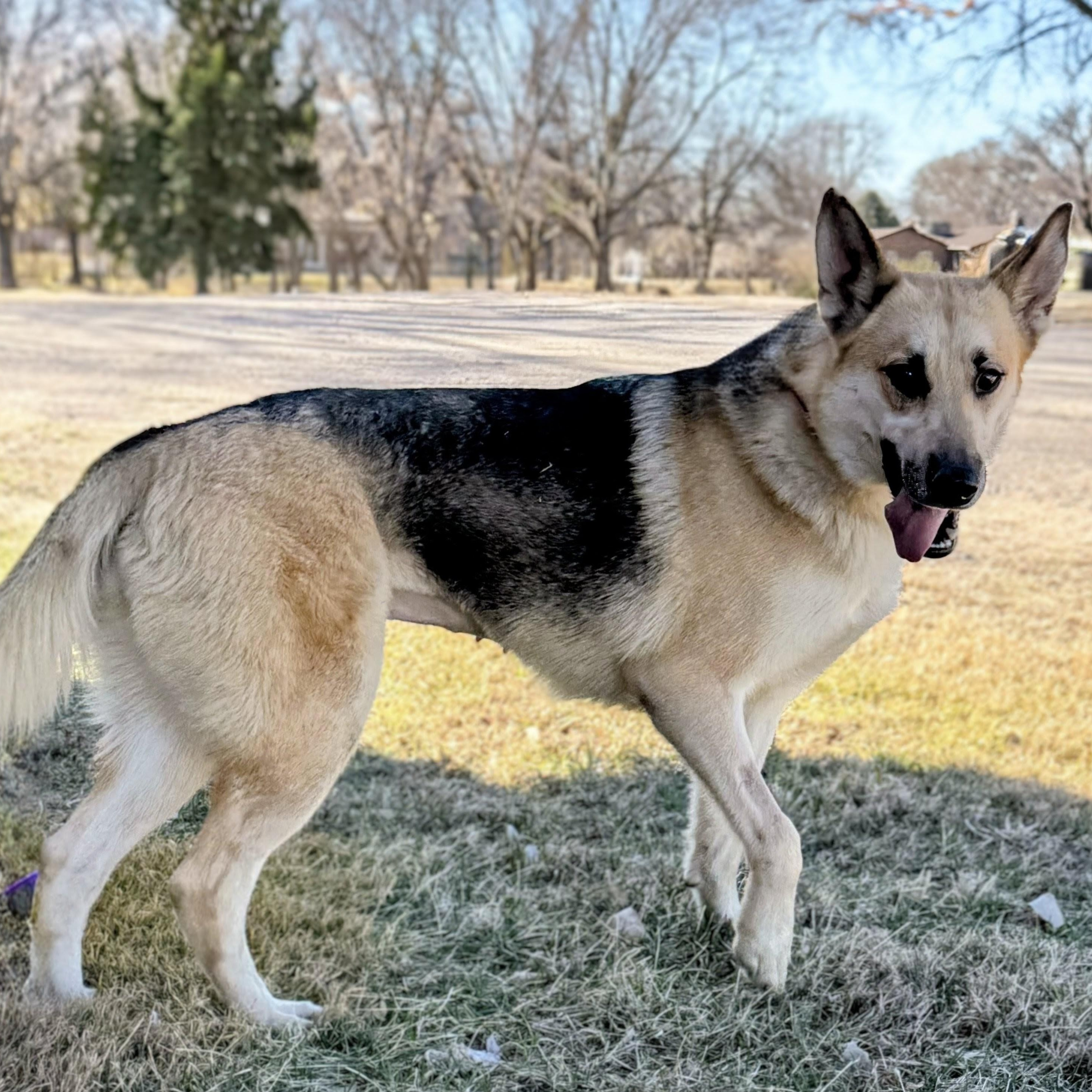Enlarge Tausha, an adopted German Shepherd Dog in Aurora, NE image 3/3