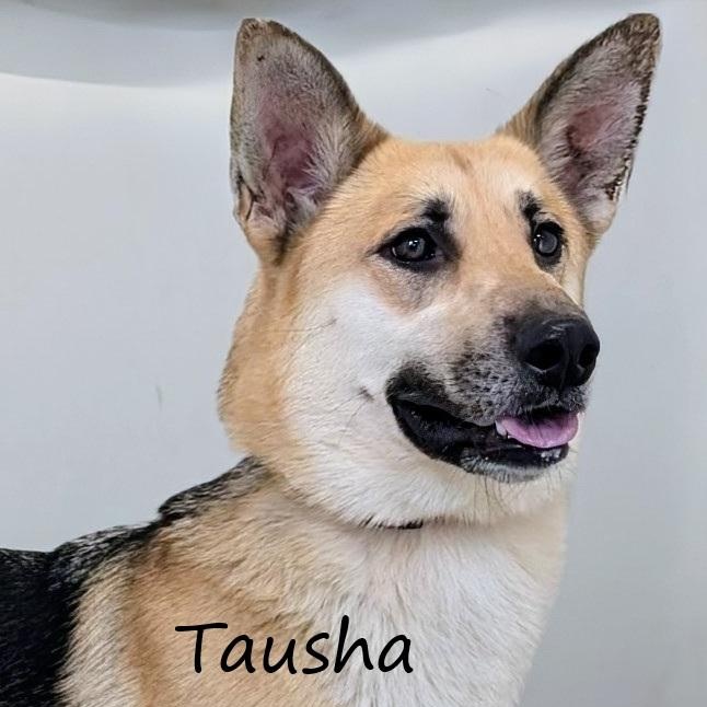 Enlarge Tausha, an adopted German Shepherd Dog in Aurora, NE image 1/3