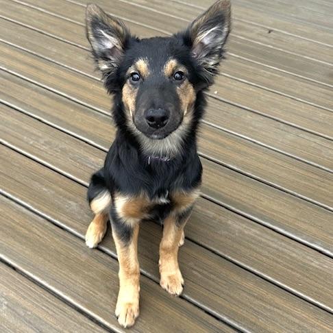 Nalu, ADOPTABLE, Puppy Female Australian Kelpie & Shepherd.