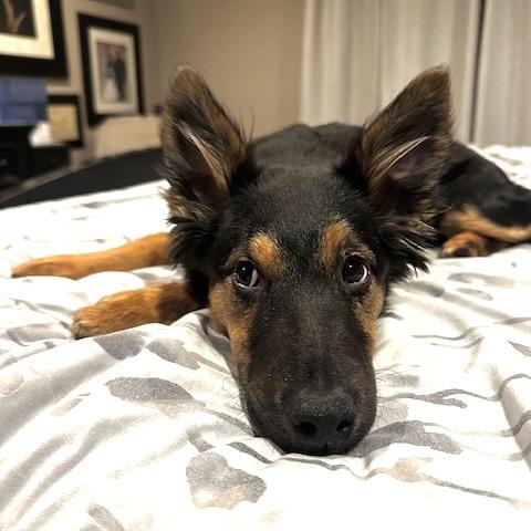 Enlarge Nalu, a ADOPTABLE mixed breed in Prior Lake, MN image 6/6