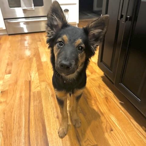 Enlarge Nalu, a ADOPTABLE mixed breed in Prior Lake, MN image 4/6