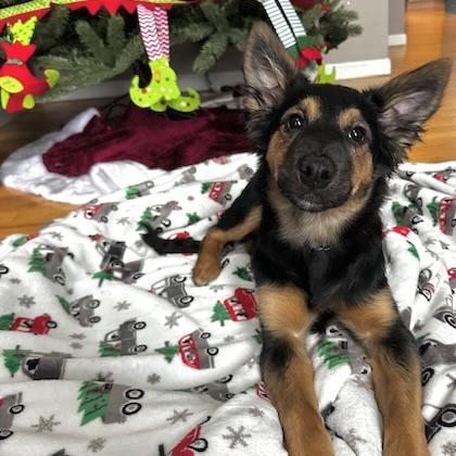 Enlarge Nalu, a ADOPTABLE mixed breed in Prior Lake, MN image 3/6