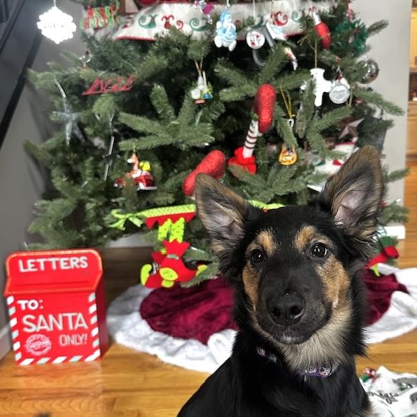 Enlarge Nalu, a ADOPTABLE mixed breed in Prior Lake, MN image 2/6