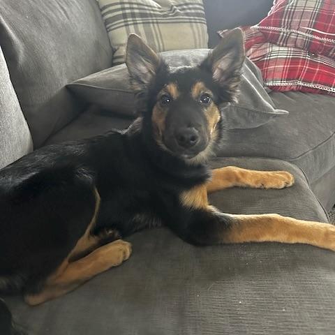 Enlarge Nalu, a ADOPTABLE mixed breed in Prior Lake, MN image 5/6