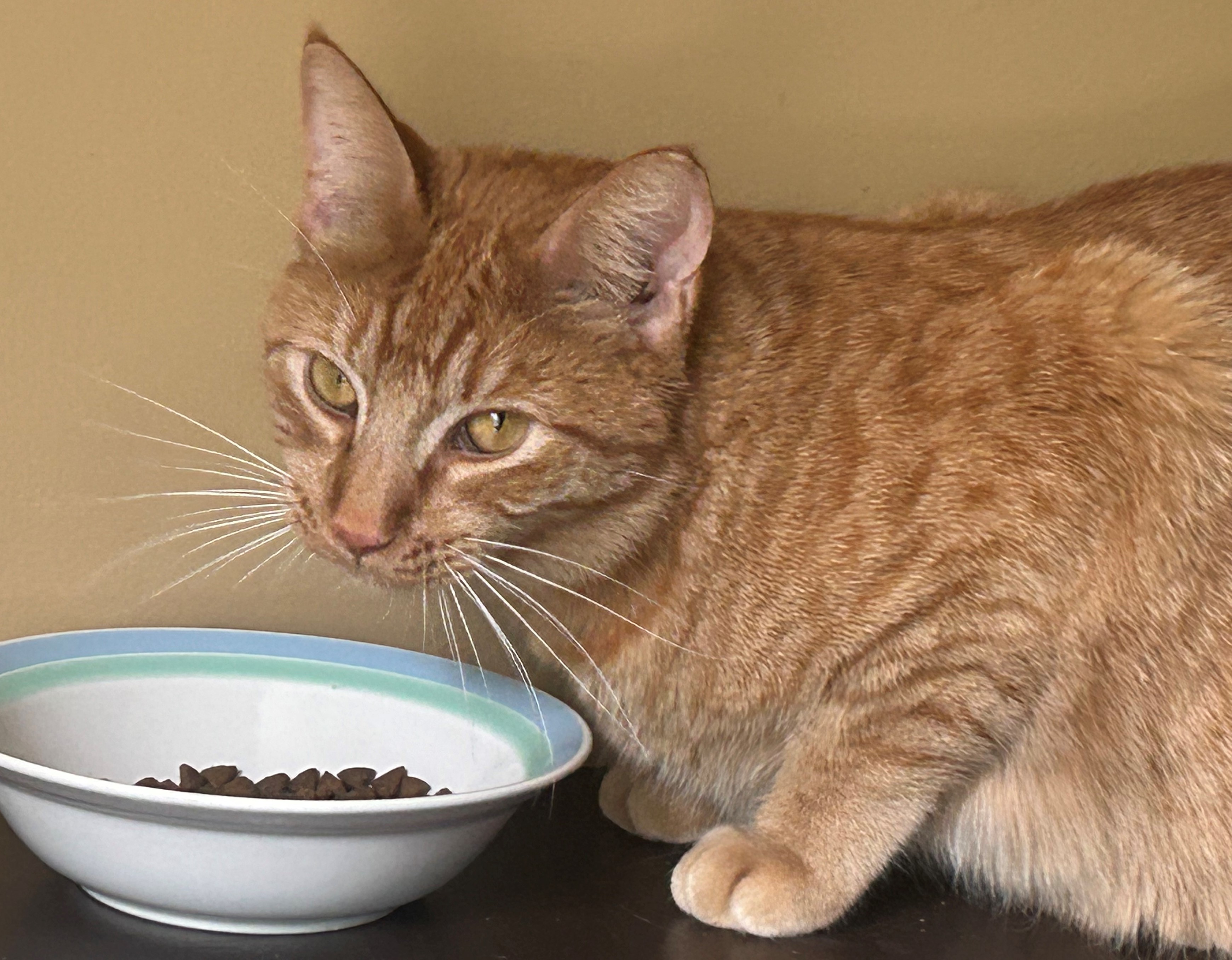 Enlarge Orange Julius, a Adopted Tabby in Shakopee , MN image 1/14