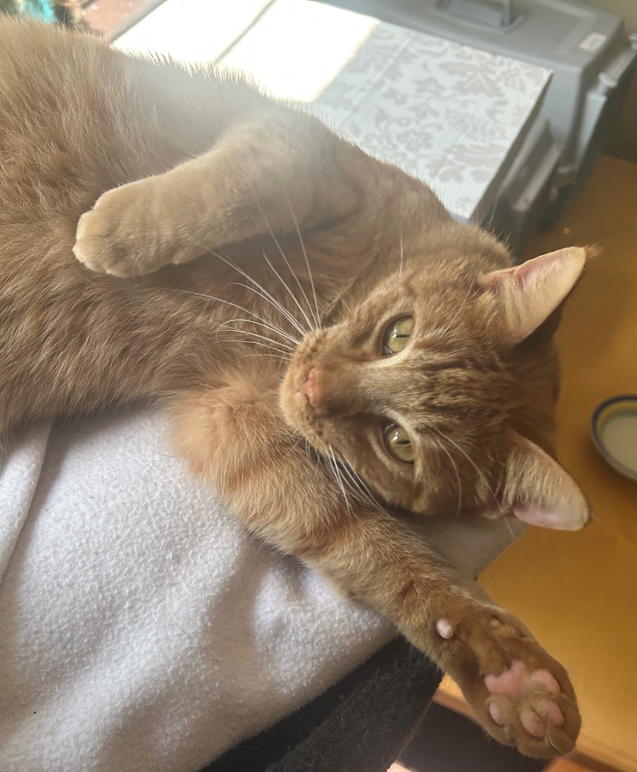 Enlarge Orange Julius, a Adopted Tabby in Shakopee , MN image 2/14