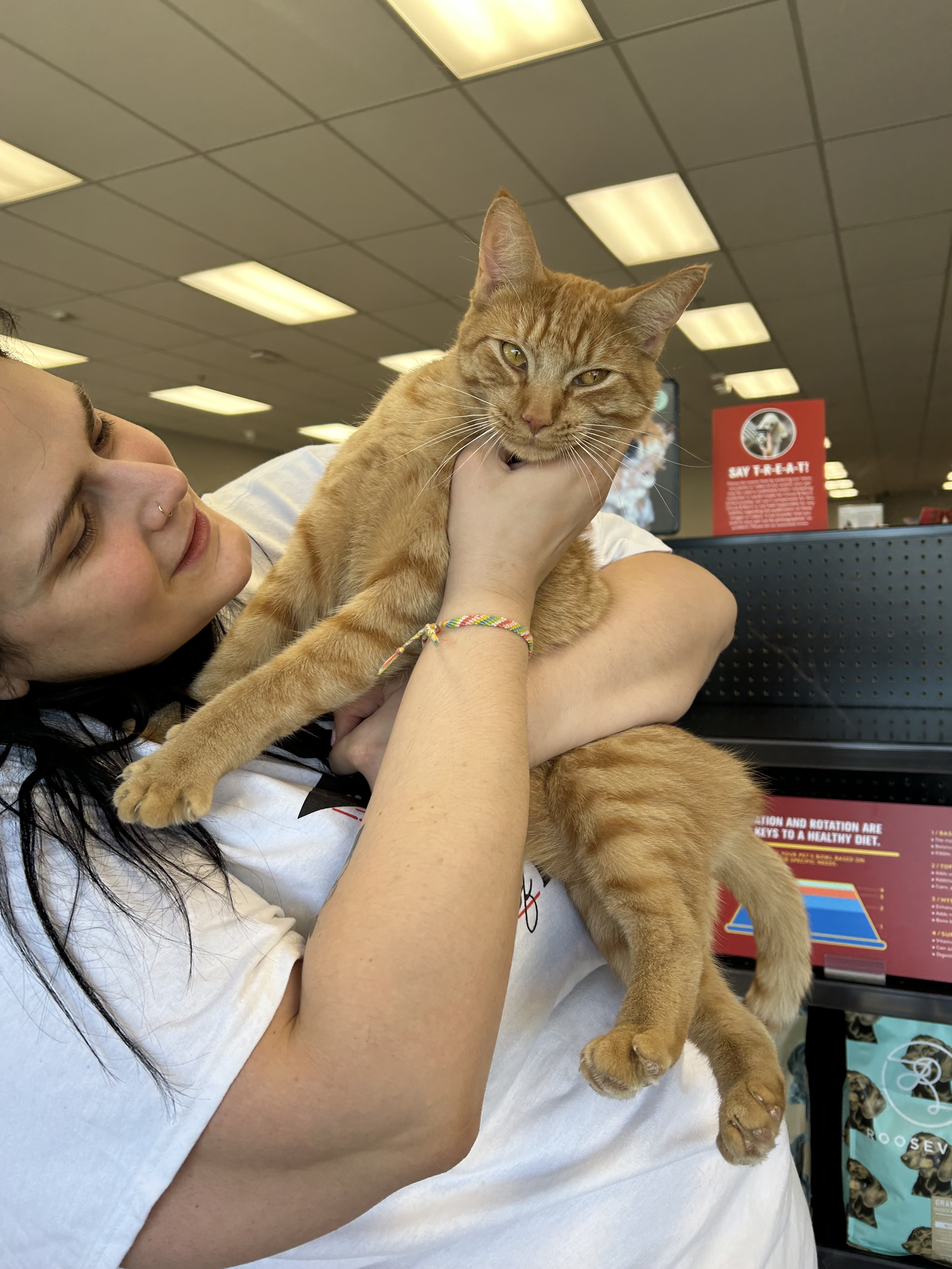 Enlarge Orange Julius, a Adopted Tabby in Shakopee , MN image 3/14