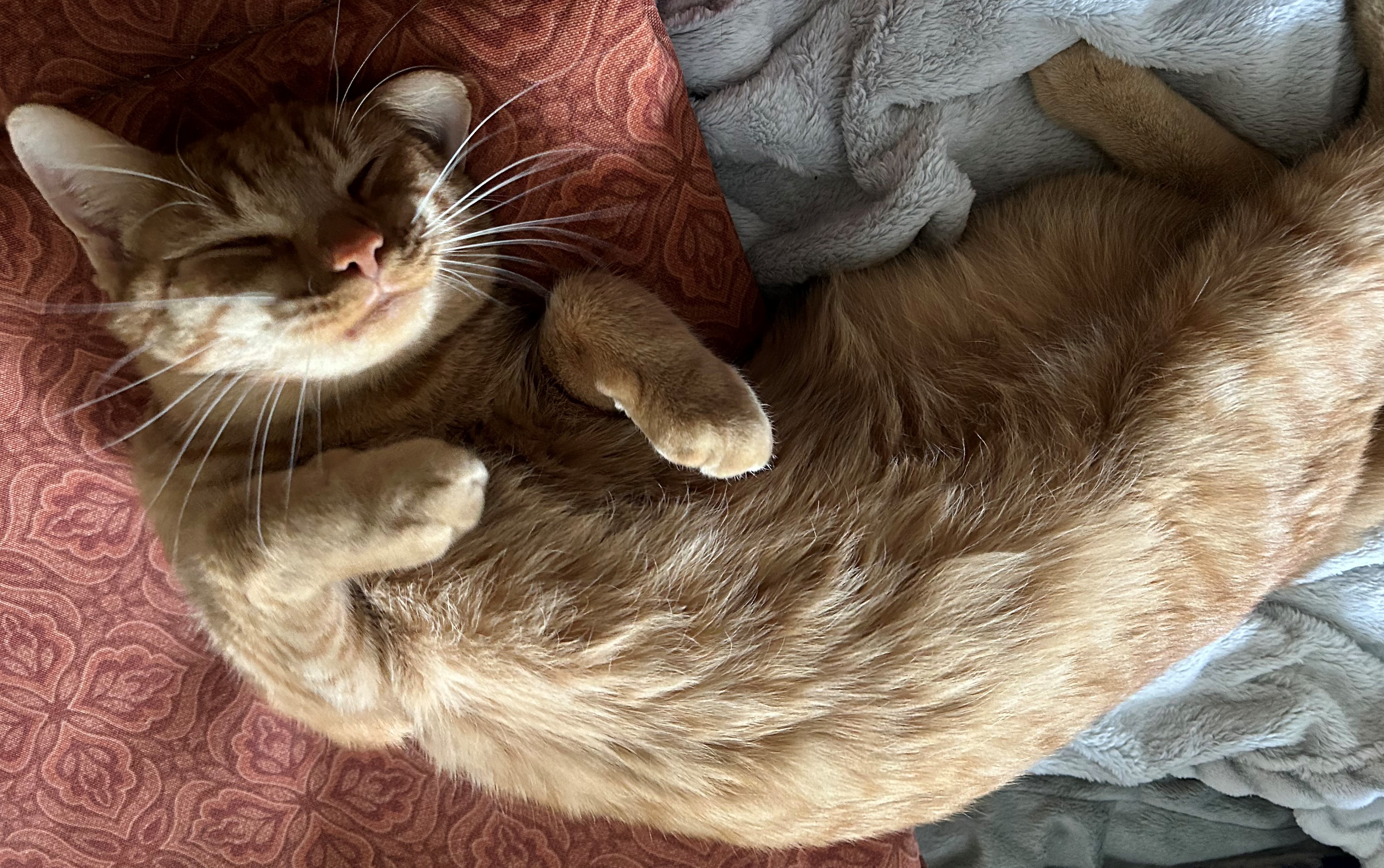 Enlarge Orange Julius, a Adopted Tabby in Shakopee , MN image 4/14