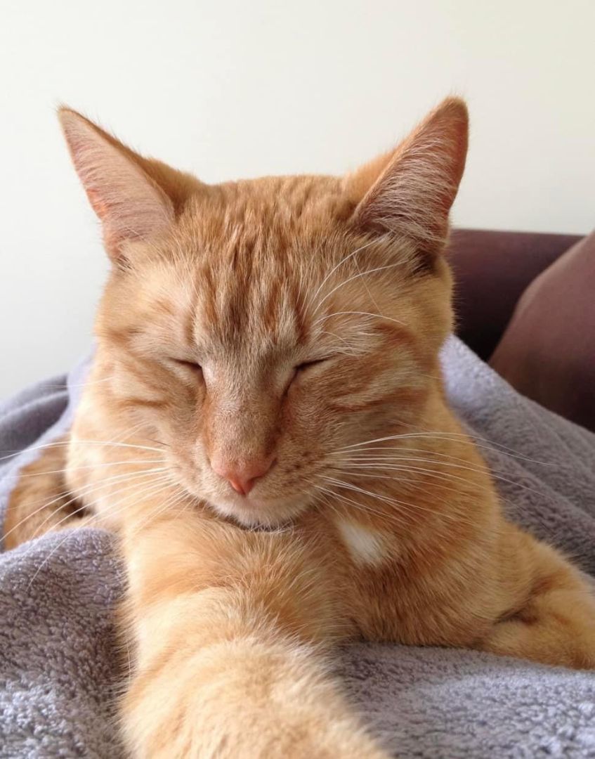 Enlarge Orange Julius, a Adopted Tabby in Shakopee , MN image 5/14