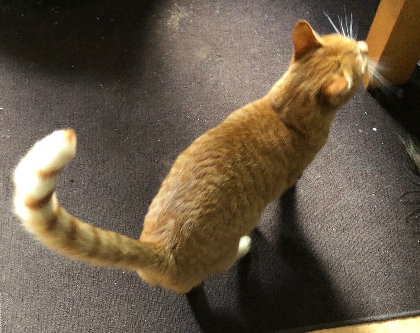 Enlarge Orange Julius, a Adopted Tabby in Shakopee , MN image 6/14