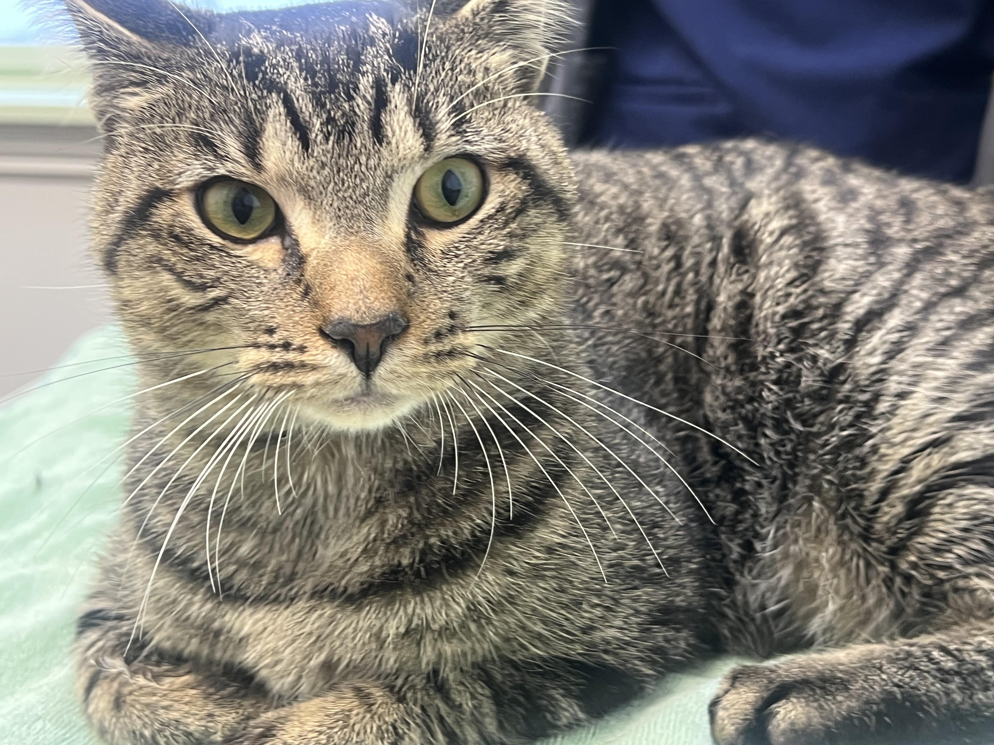 Prince Vincent (friendliest cat you'll ever meet), a Adoptable mixed breed in New Milford, CT image 3/6