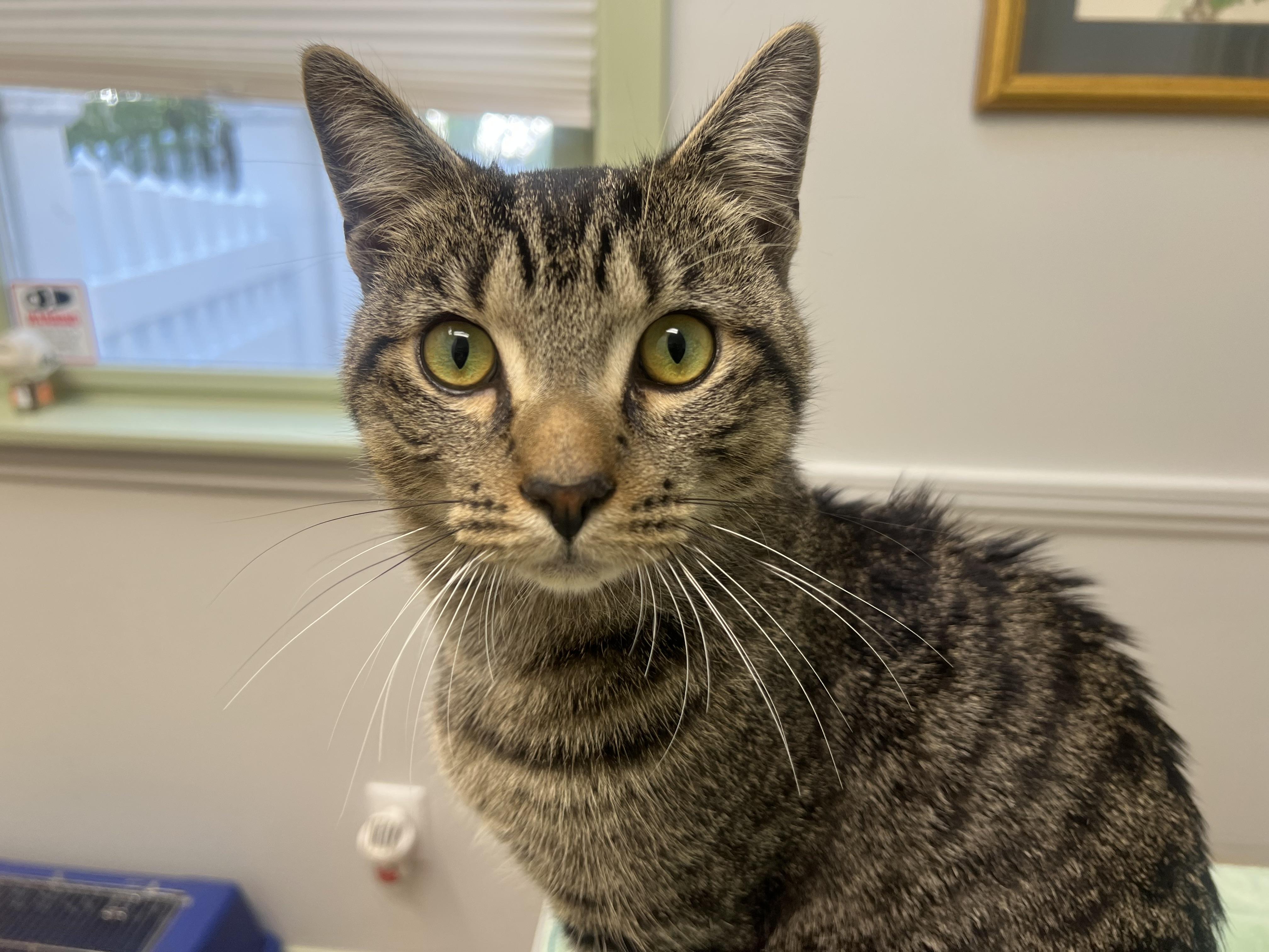 Prince Vincent (friendliest cat you'll ever meet), a Adoptable mixed breed in New Milford, CT image 4/6