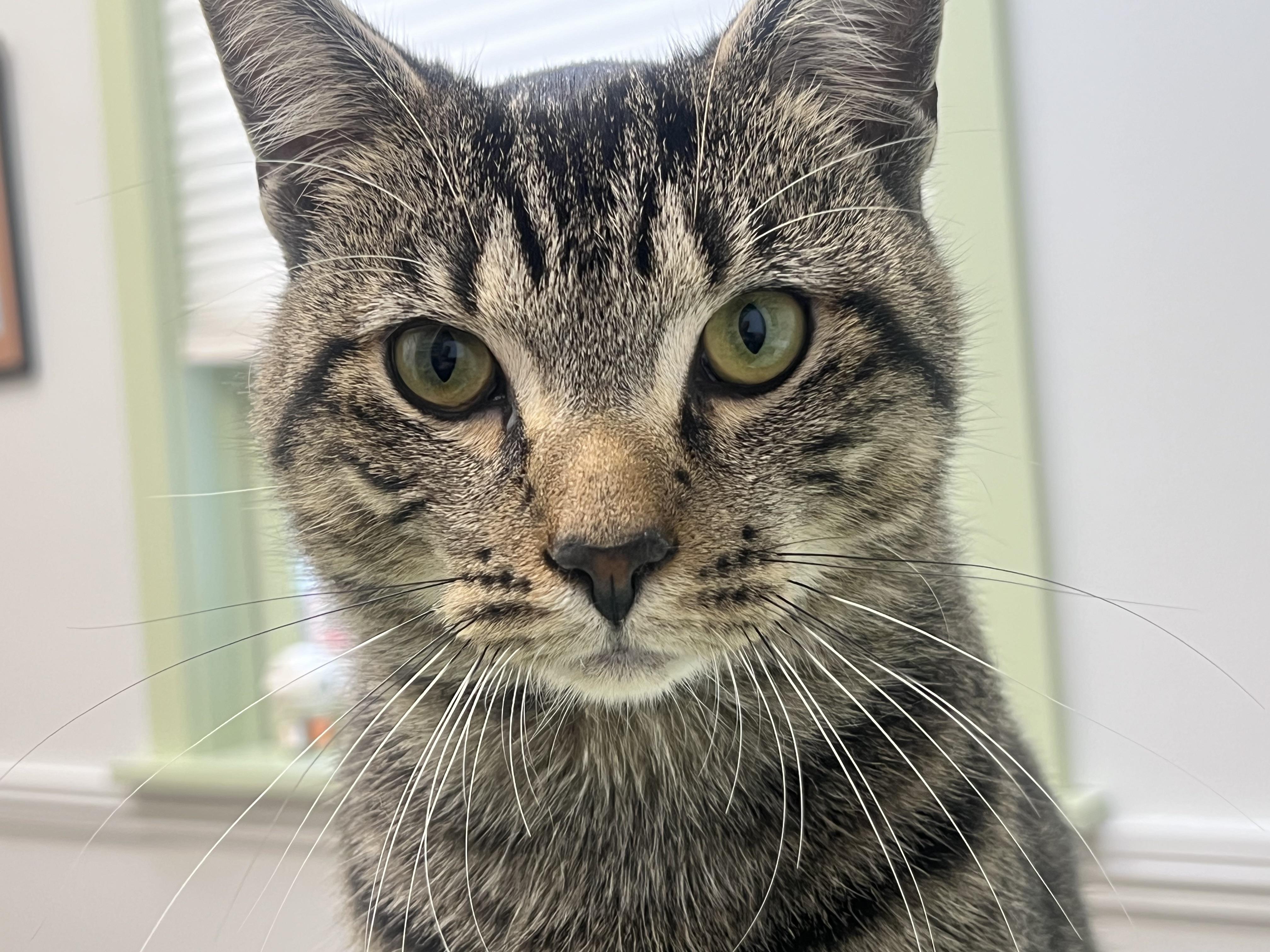 Prince Vincent (friendliest cat you'll ever meet), Adoptable, Young Male Tabby & Domestic Short Hair.
