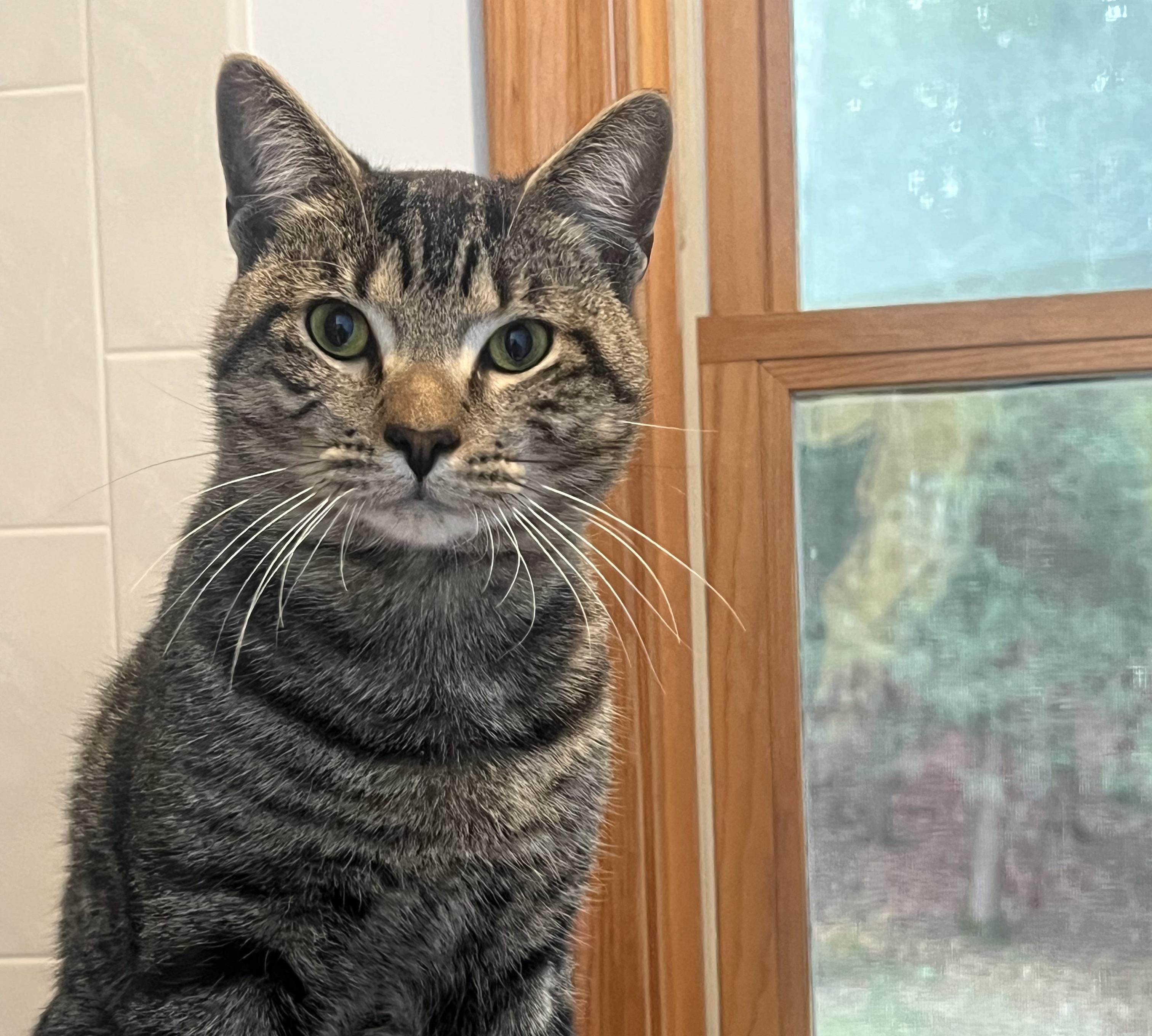 Prince Vincent (friendliest cat you'll ever meet)