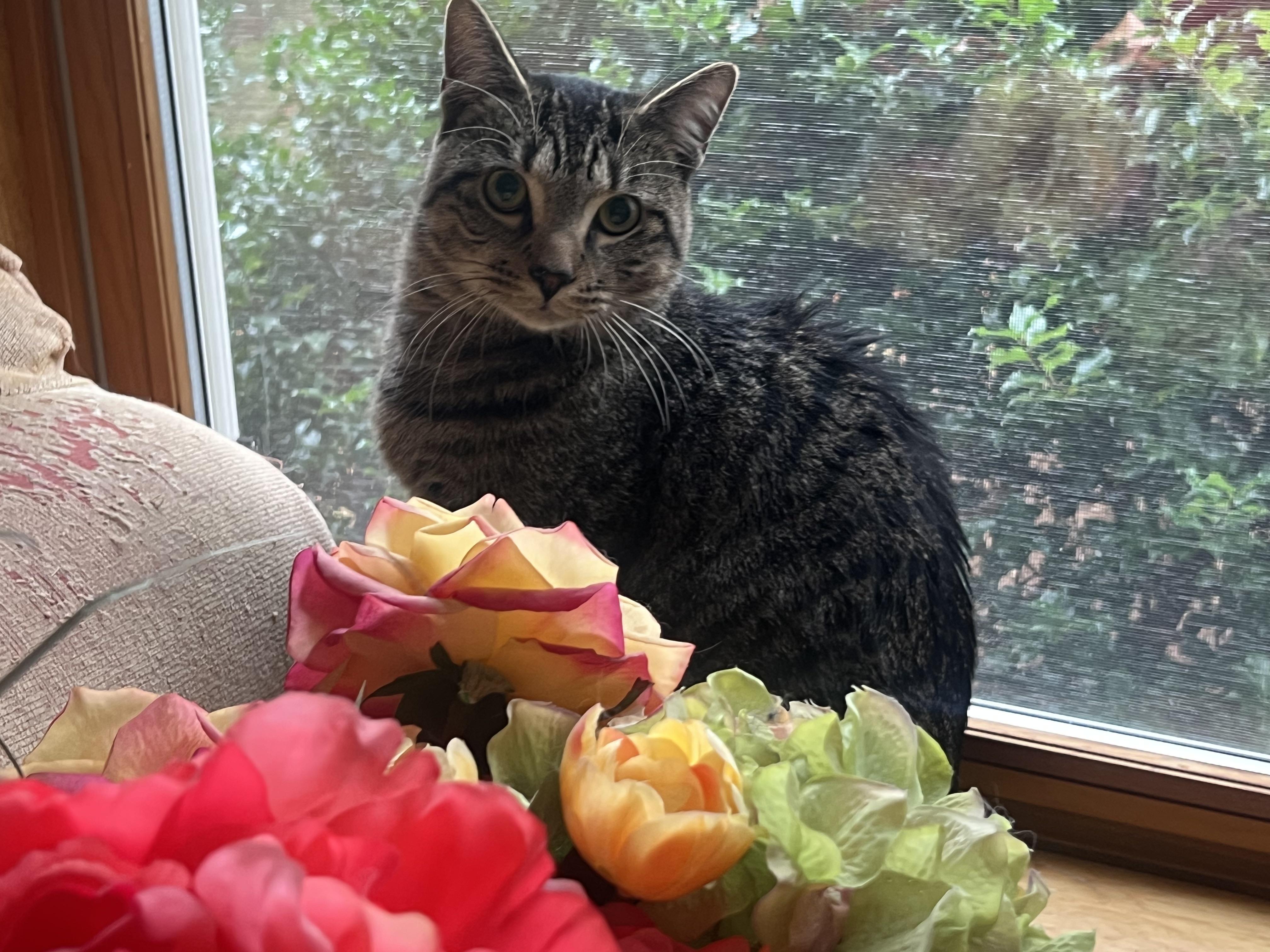 Prince Vincent (friendliest cat you'll ever meet), a Adoptable mixed breed in New Milford, CT image 2/6