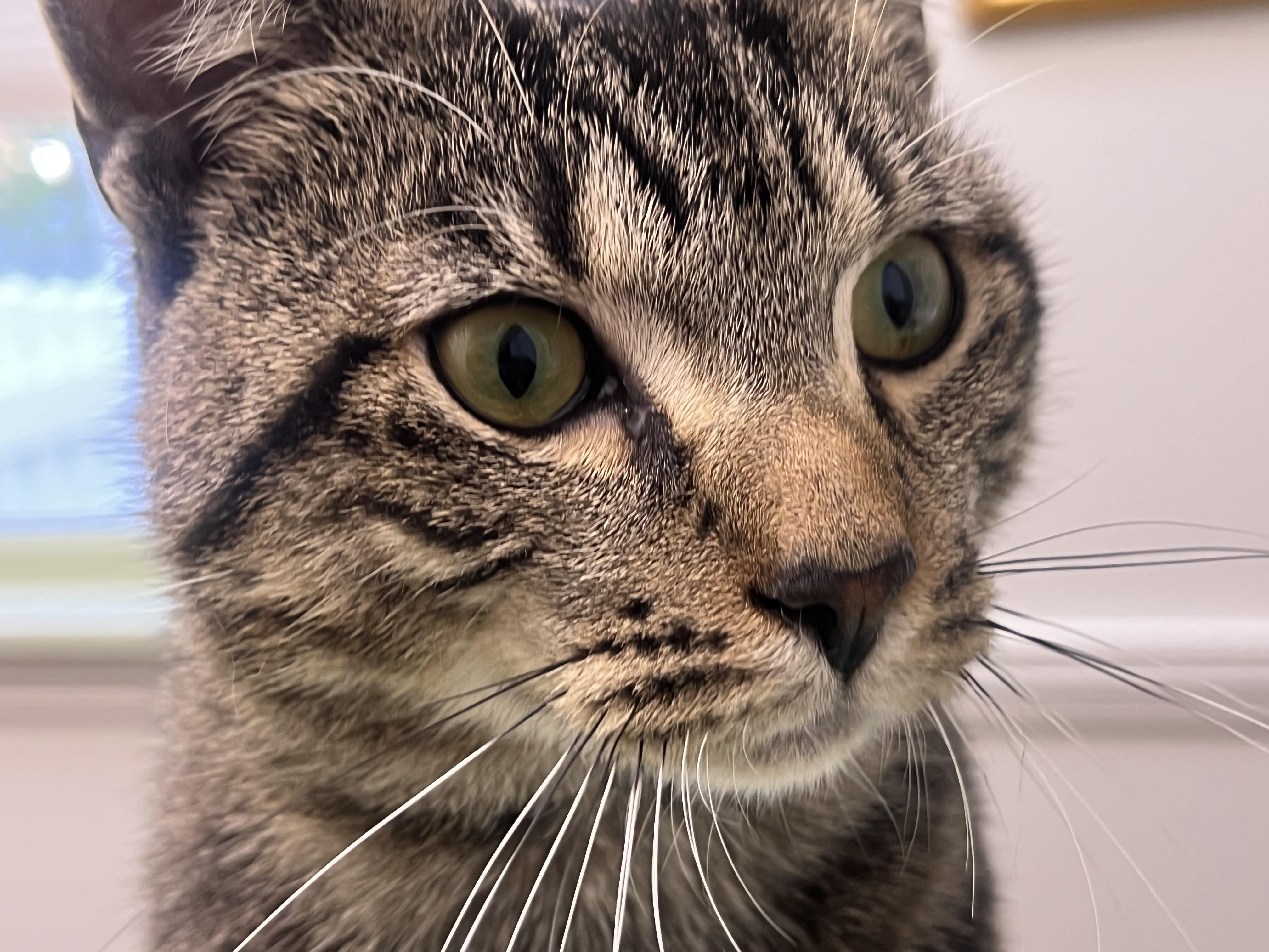 Prince Vincent (friendliest cat you'll ever meet), a Adoptable mixed breed in New Milford, CT image 6/6