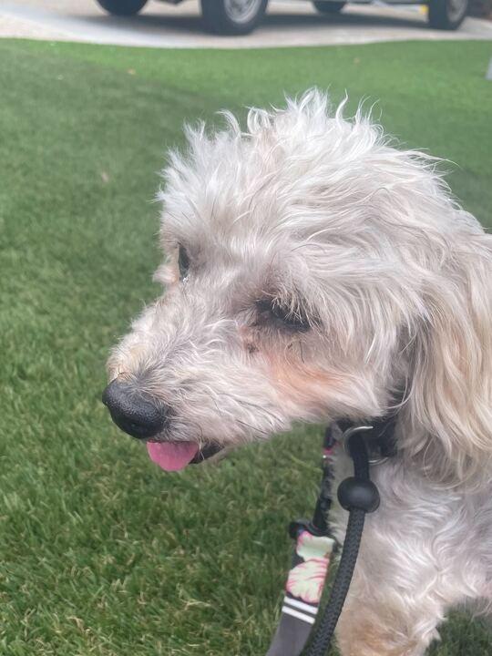 Roc (In Foster)