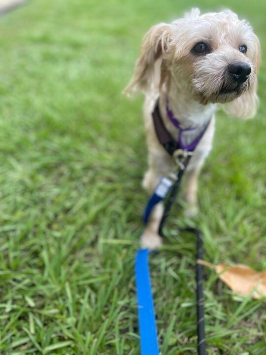 Roc (In Foster)