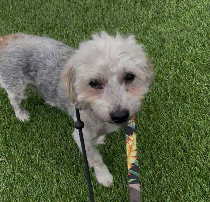 Roc (In Foster)