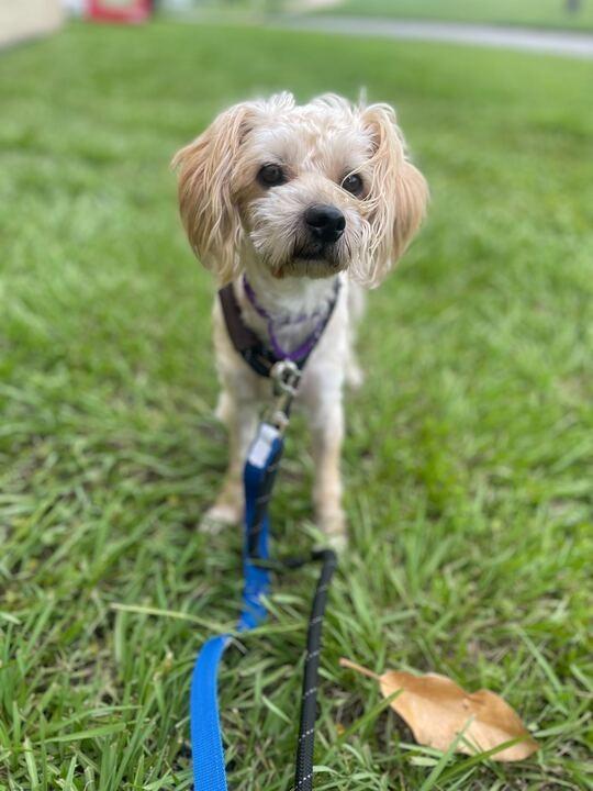 Roc (In Foster)