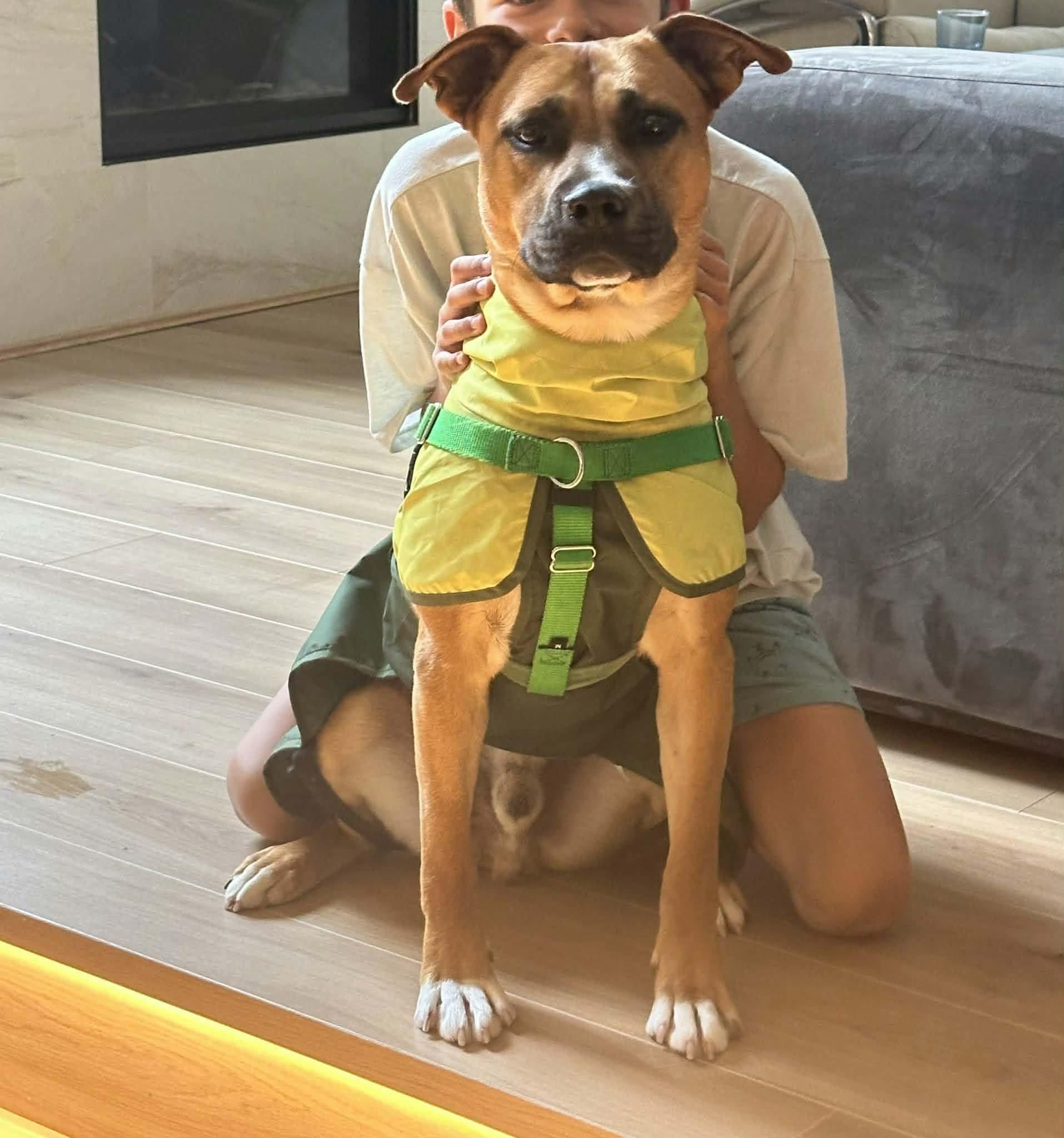 Gio, Adoptable, Young Male Pit Bull Terrier.