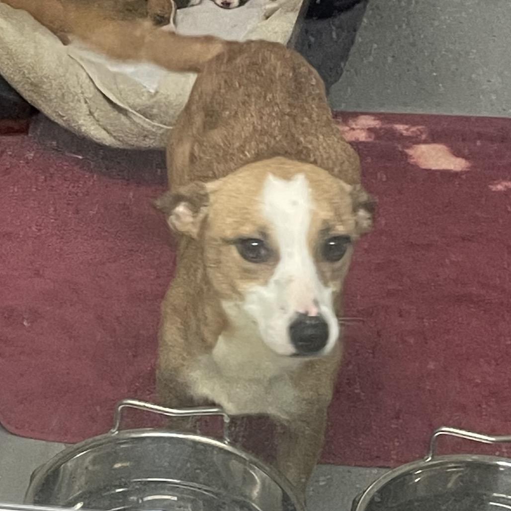 Enlarge Penny, a Adoptable mixed breed in Galax, VA image 1/1