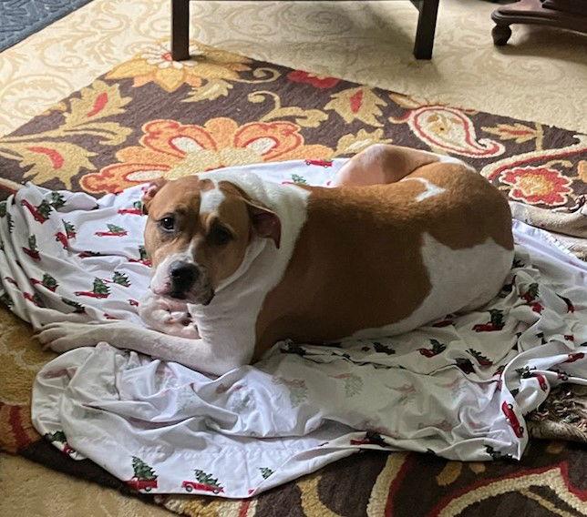 Ruby`, Adopted, Adult Female Boxer & American Bulldog.