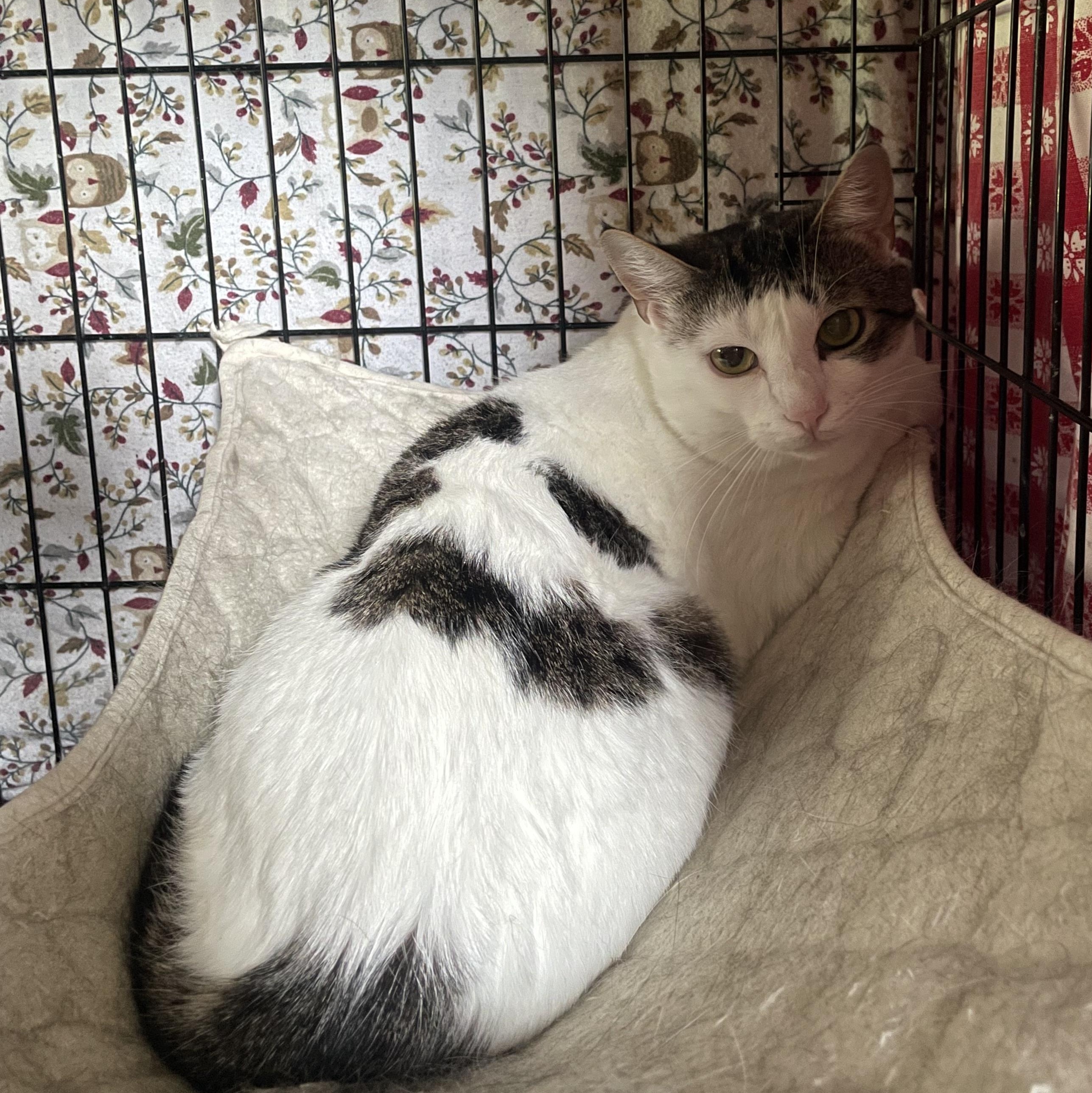 Enlarge Boo, a Adoptable Domestic Short Hair in Douglas, MA image 6/6