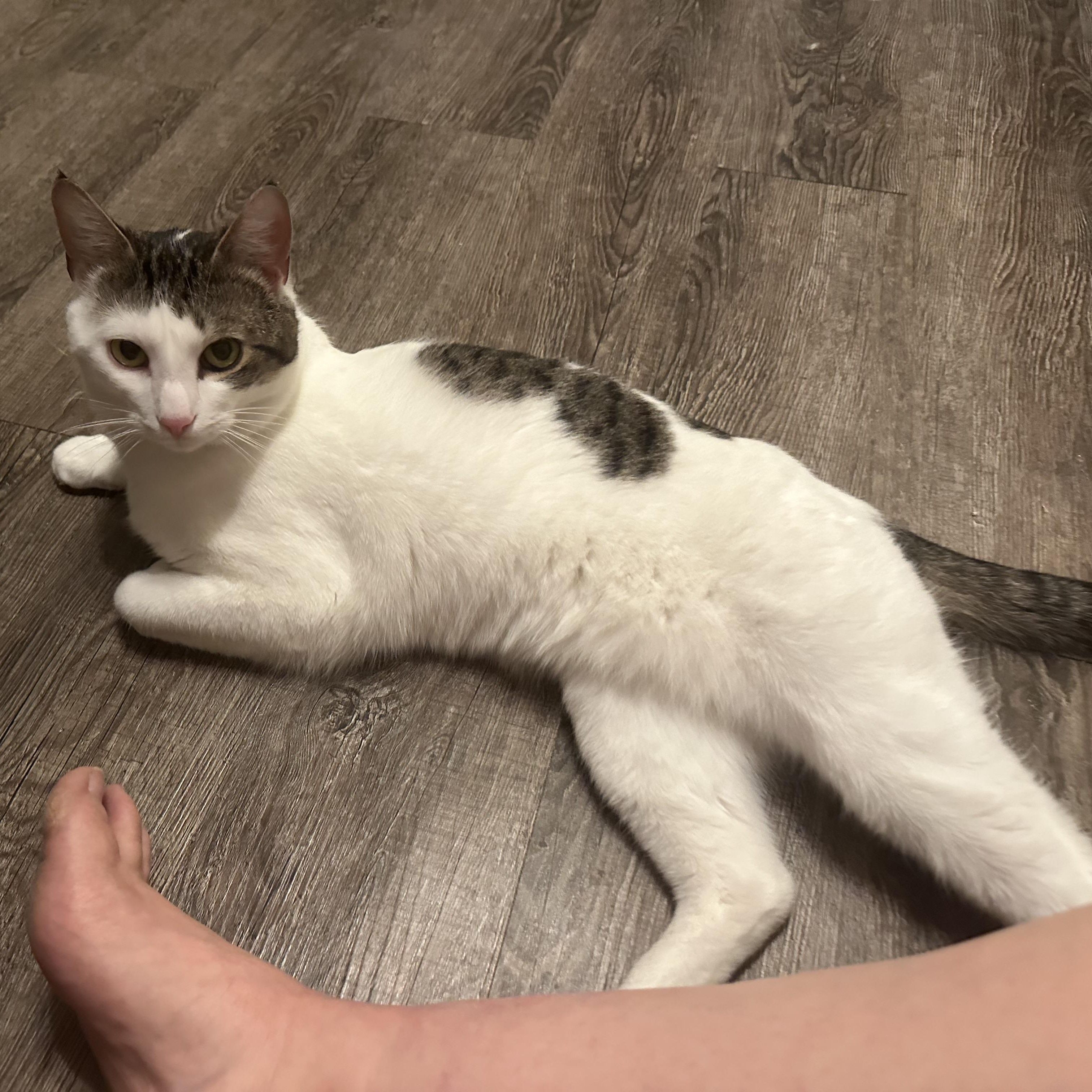 Enlarge Boo, a Adoptable Domestic Short Hair in Douglas, MA image 3/6