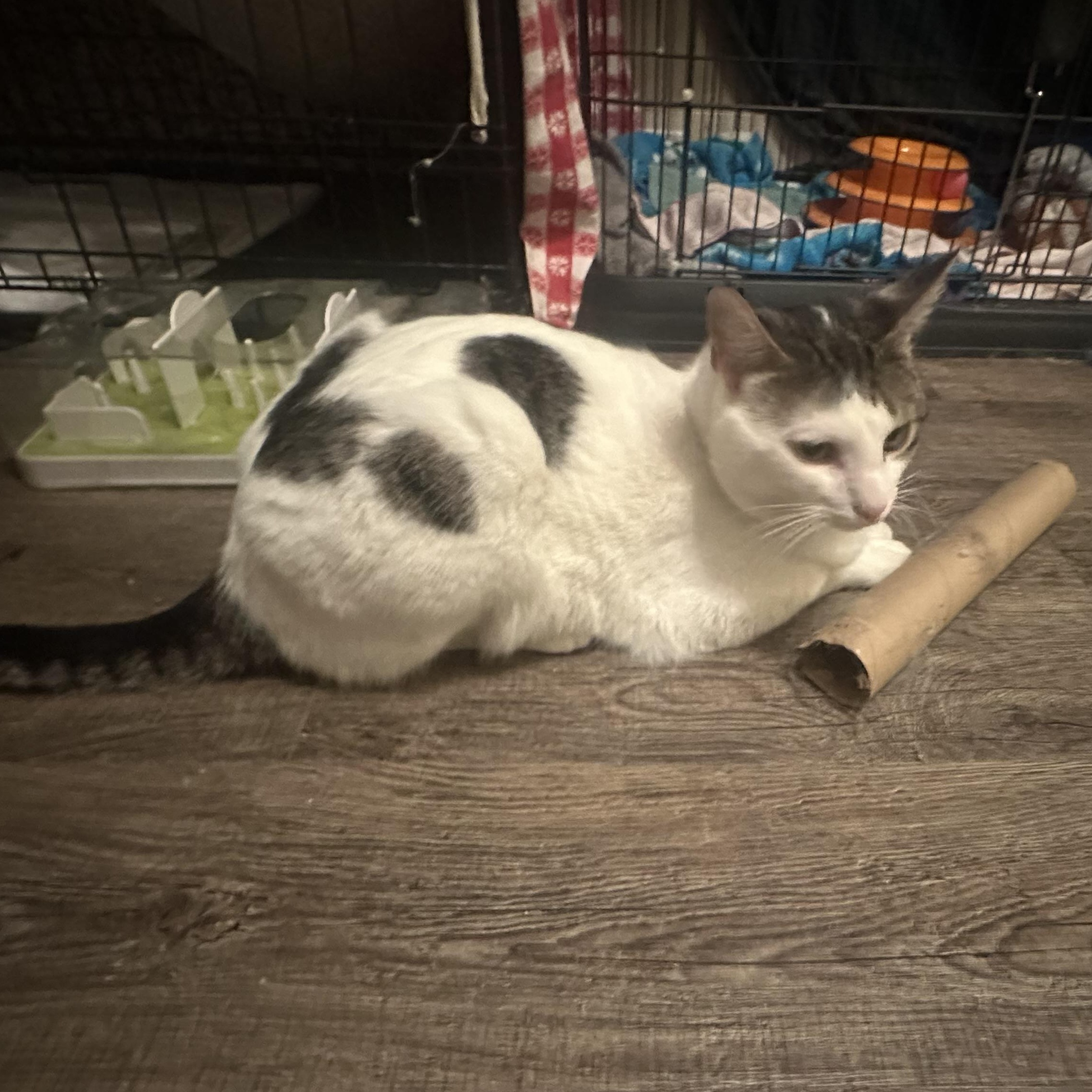 Enlarge Boo, a Adoptable Domestic Short Hair in Douglas, MA image 1/6