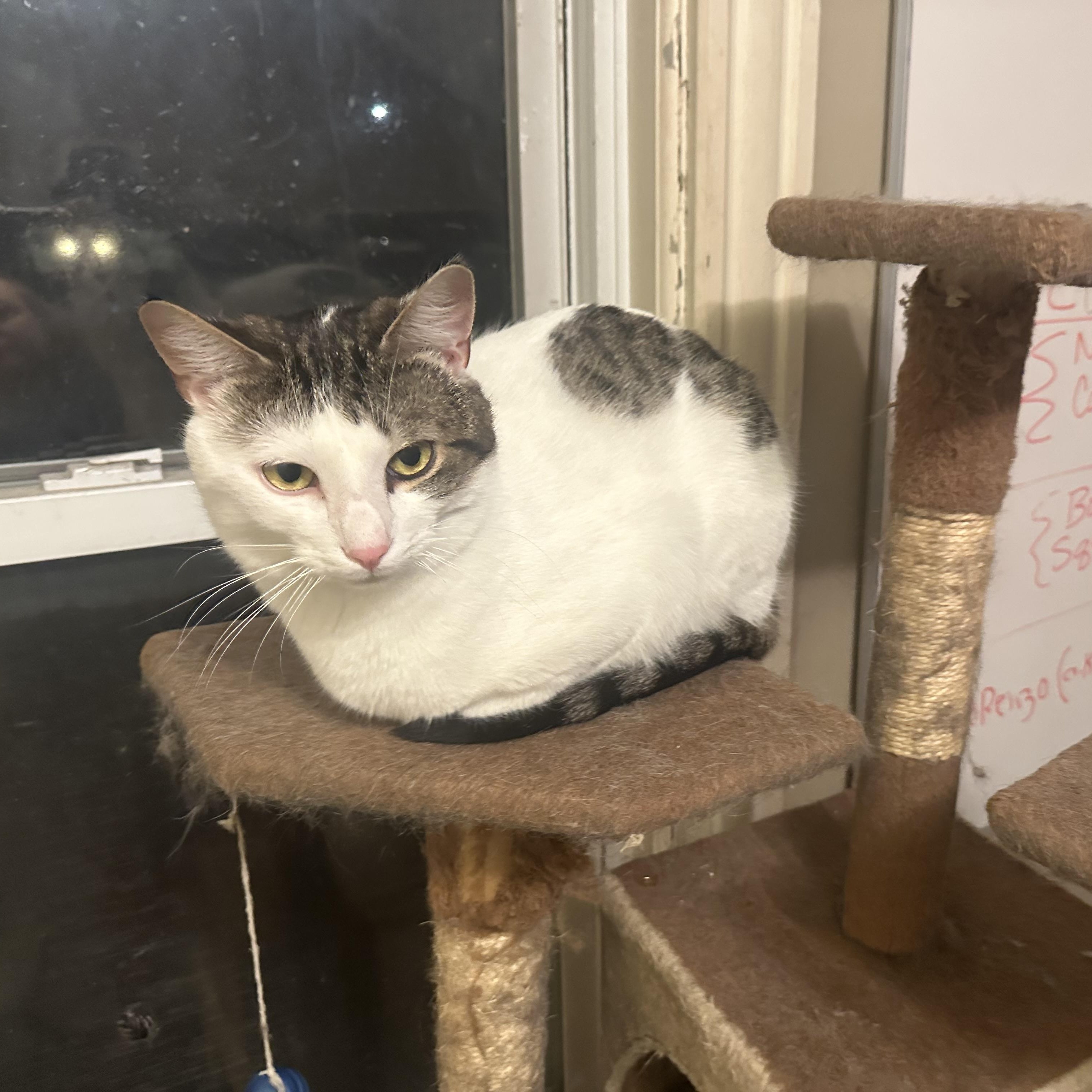 Enlarge Boo, a Adoptable Domestic Short Hair in Douglas, MA image 5/6