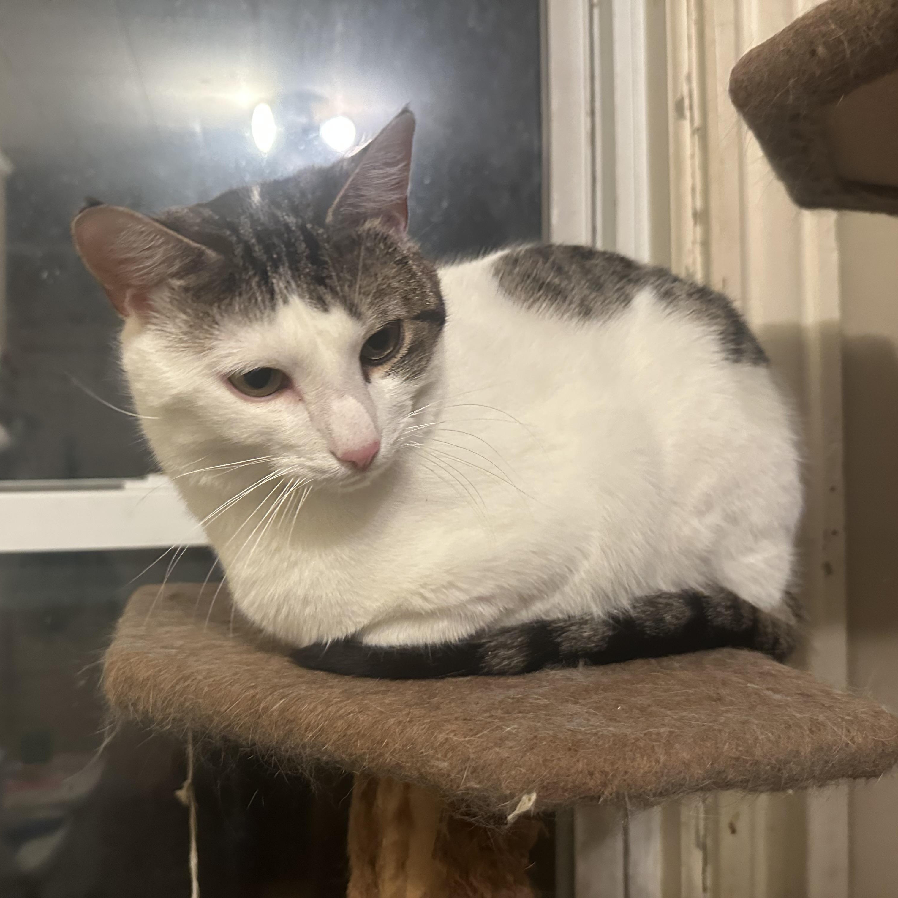 Boo, Adoptable, Adult Male Domestic Short Hair.