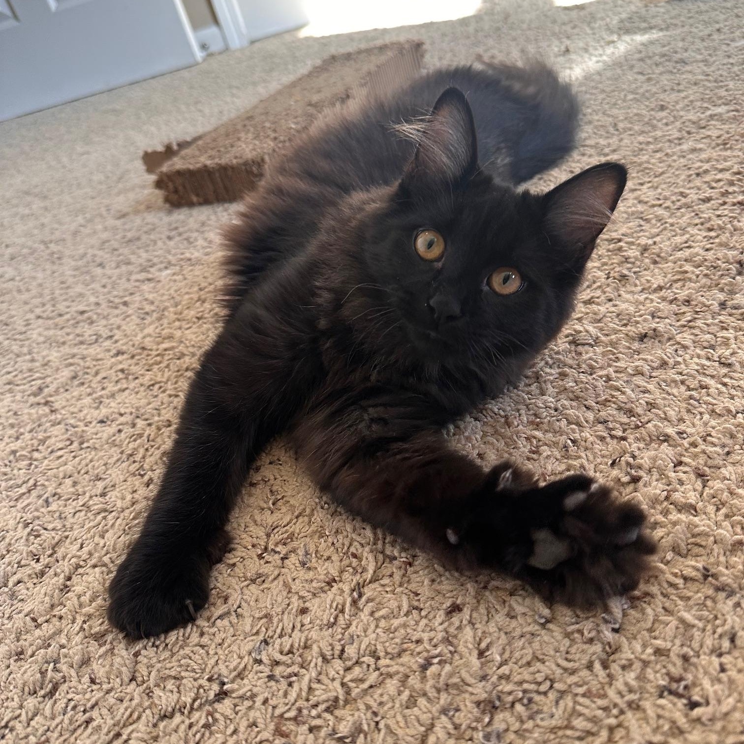 Penn, Adopted, Young Male Domestic Long Hair.