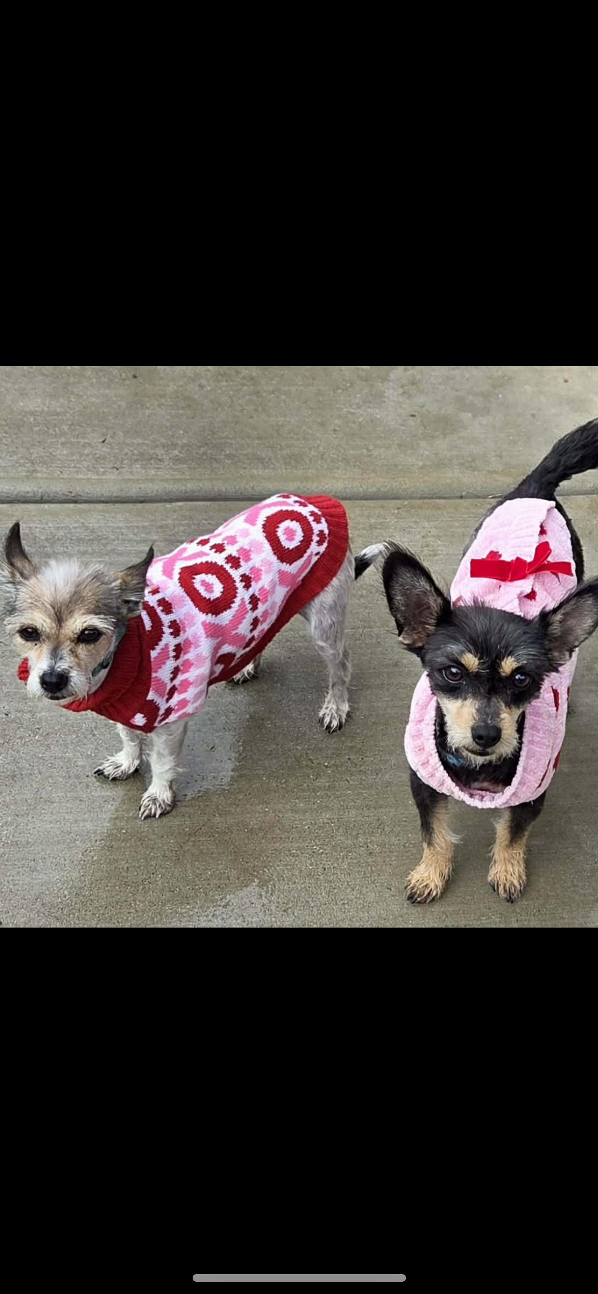 Enlarge Spring , a ADOPTABLE mixed breed in Hamden, CT image 6/6
