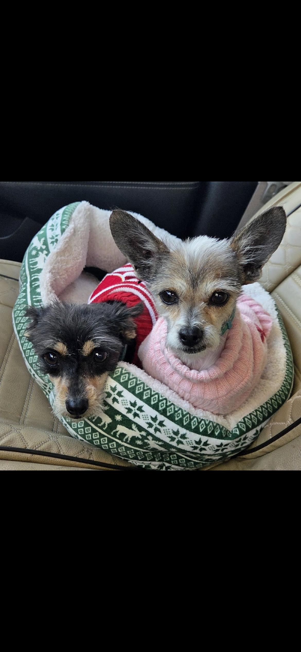 Enlarge Spring , a ADOPTABLE mixed breed in Hamden, CT image 3/6