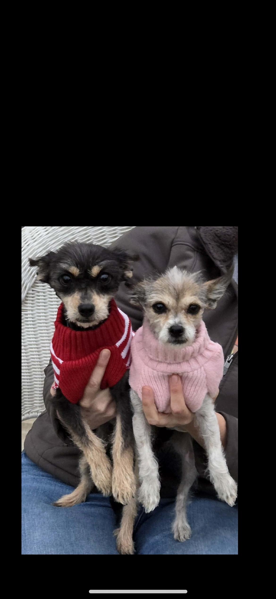 Enlarge Spring , a ADOPTABLE mixed breed in Hamden, CT image 5/6