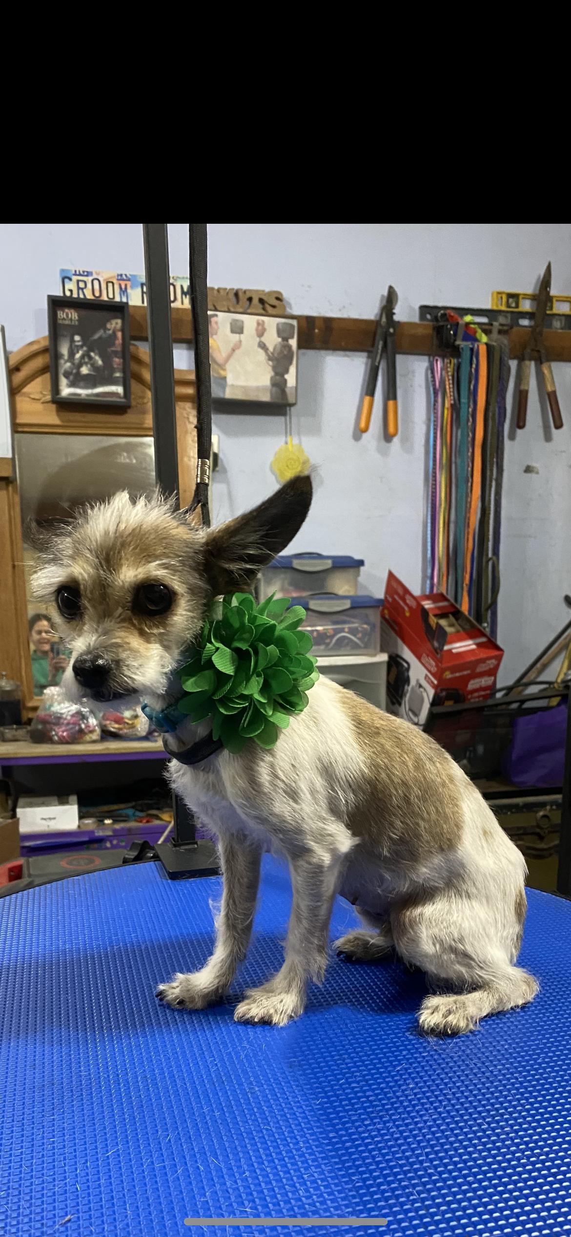 Spring , ADOPTABLE, Adult Female Yorkshire Terrier & Poodle.