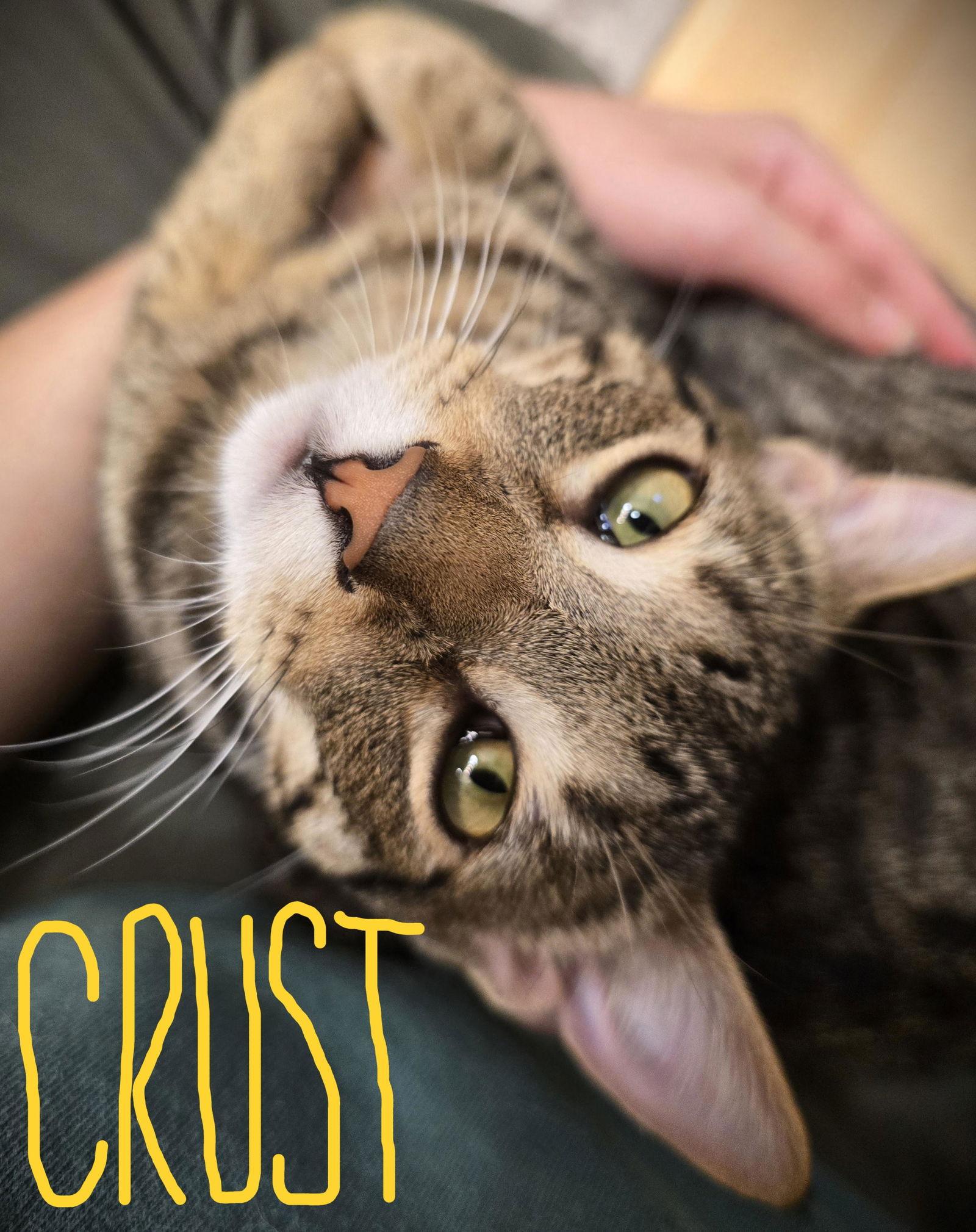 Crust, Adoptable, Kitten Male Domestic Short Hair & Tabby.