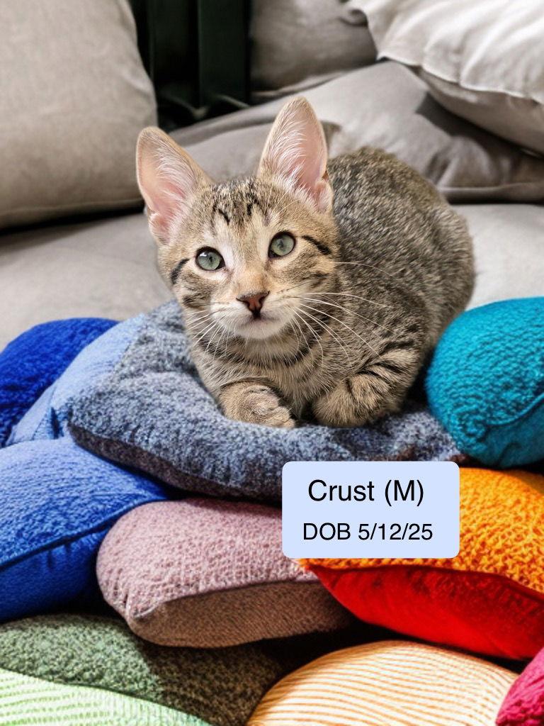 Crust, a Adoptable mixed breed in Vacaville, CA image 2/3