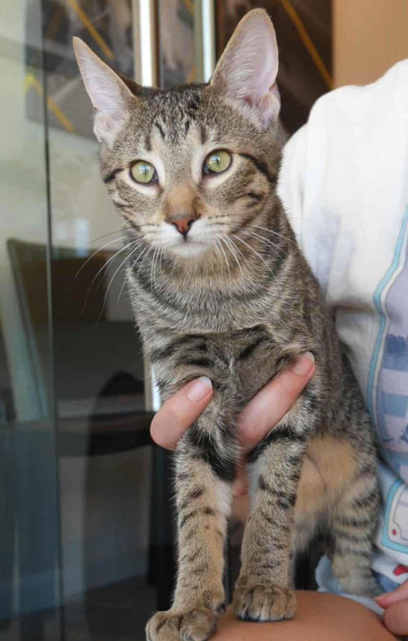 Crust, a Adoptable mixed breed in Vacaville, CA image 3/3