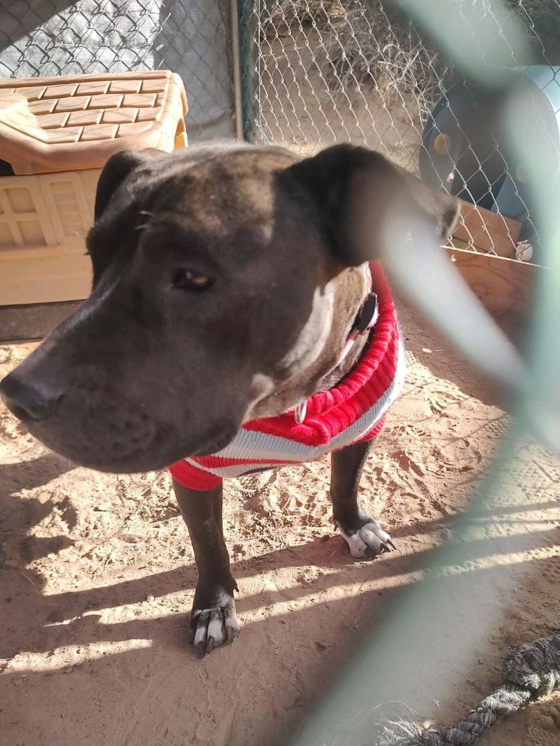 Enlarge ZINNIA, a Adoptable mixed breed in Pena Blanca, NM image 1/6