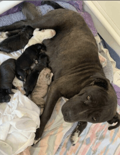 Enlarge ZINNIA, a Adoptable mixed breed in Pena Blanca, NM image 3/6