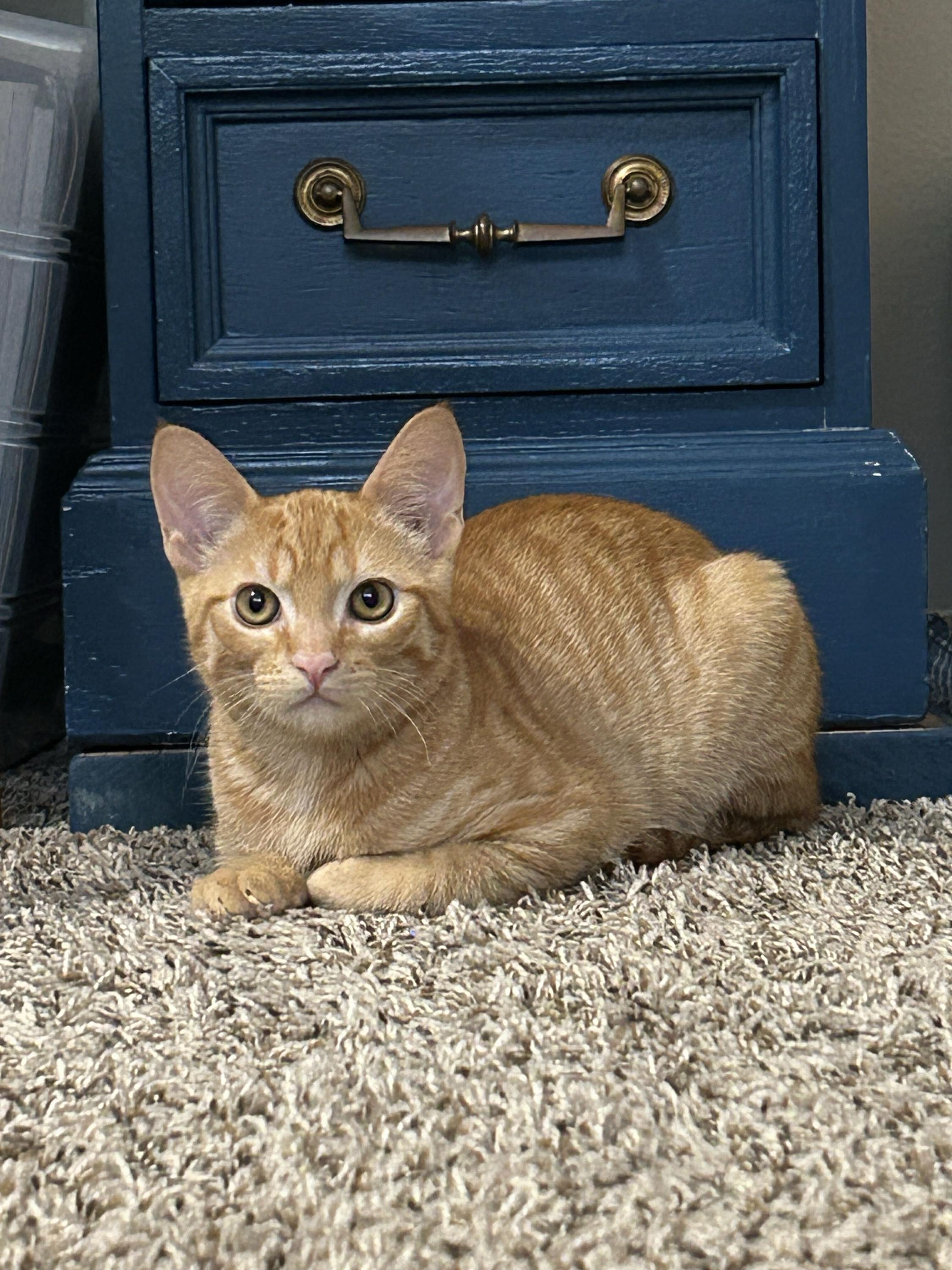 Enlarge Willow and Xander, a Adopted Domestic Short Hair in Seattle, WA image 2/6