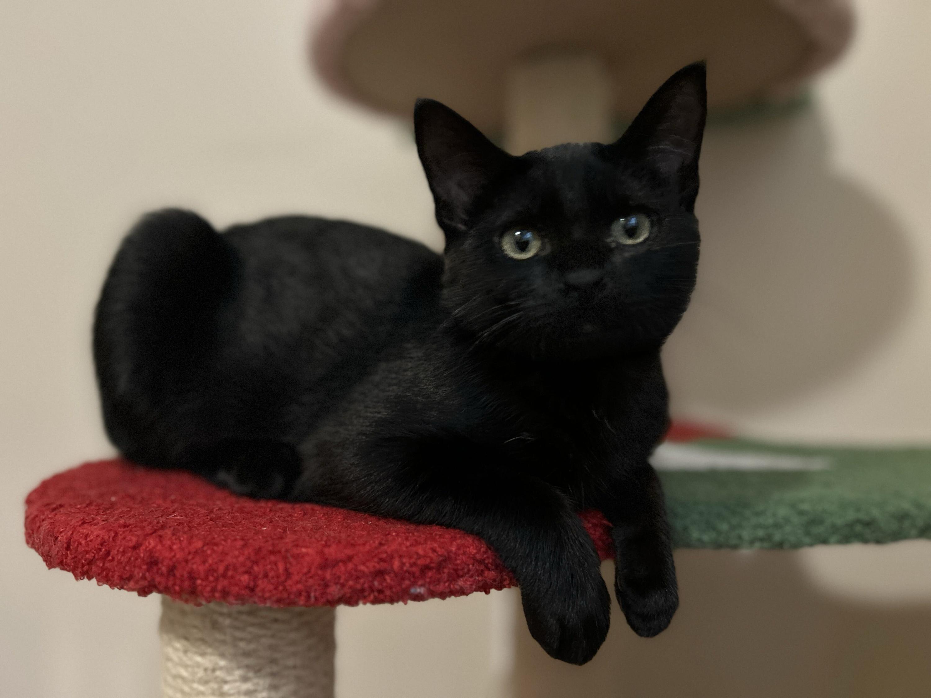 Enlarge Willow and Xander, a Adopted Domestic Short Hair in Seattle, WA image 3/6