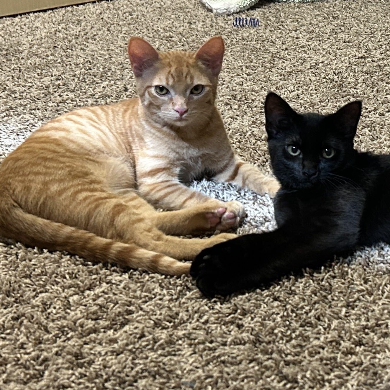 Willow and Xander, Adopted, Kitten Female Domestic Short Hair.